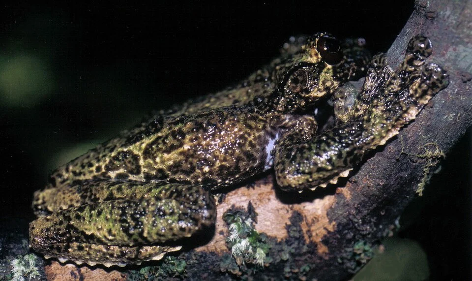 Ecnomiohyla miliaria
