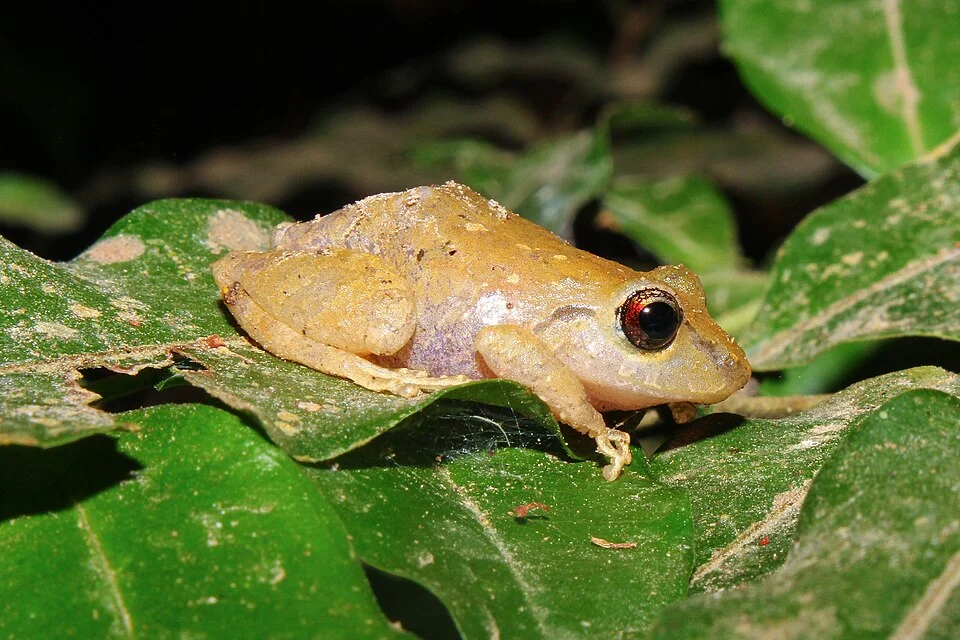 Pristimantis ridens, Puntarenas province, Costa Rica.