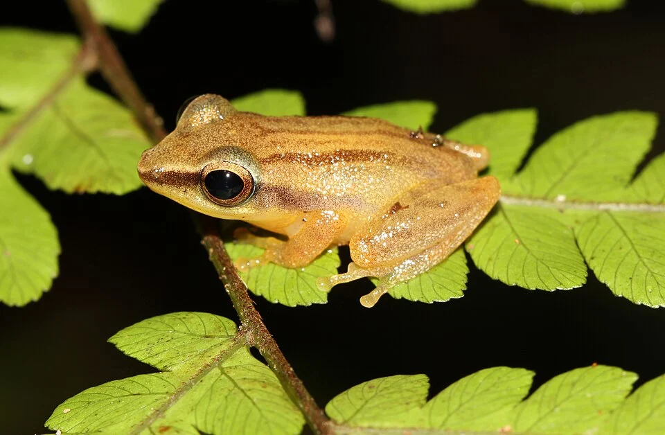 The Sri Lanka petite shrub frog, Pseudophilautus tanu, is a species of frog in the Rhacophoridae family, endemic to Sri Lanka