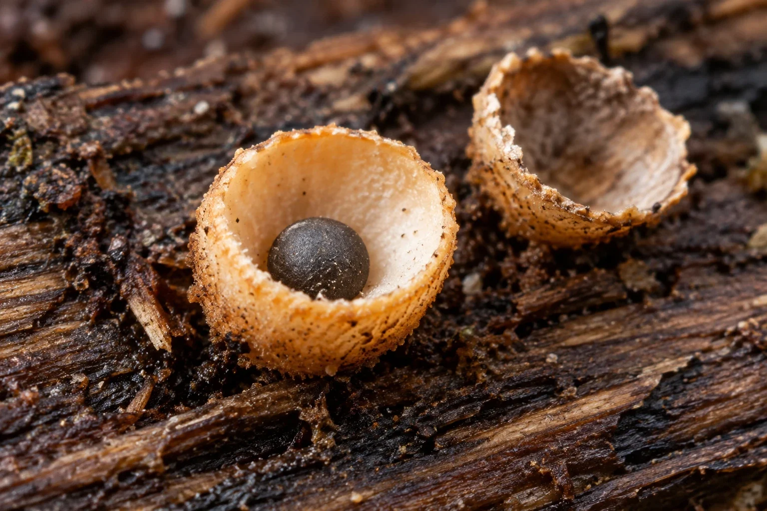 Modern AI interpretation of an artillery-fungus fruiting cup.