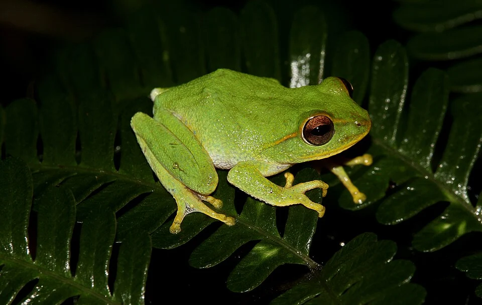 Pseudophilautus stuarti is a species of frog in the Rhacophoridae family. It is endemic to Sri Lanka.