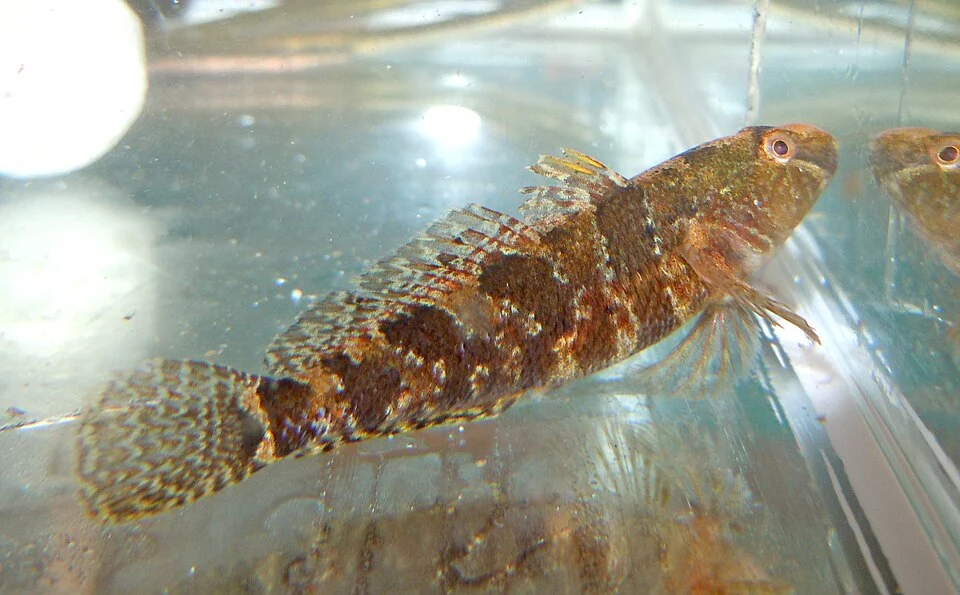 Marine tubenose goby (Proterorhinus marmoratus) from the Gulf of Odessa, Ukraine