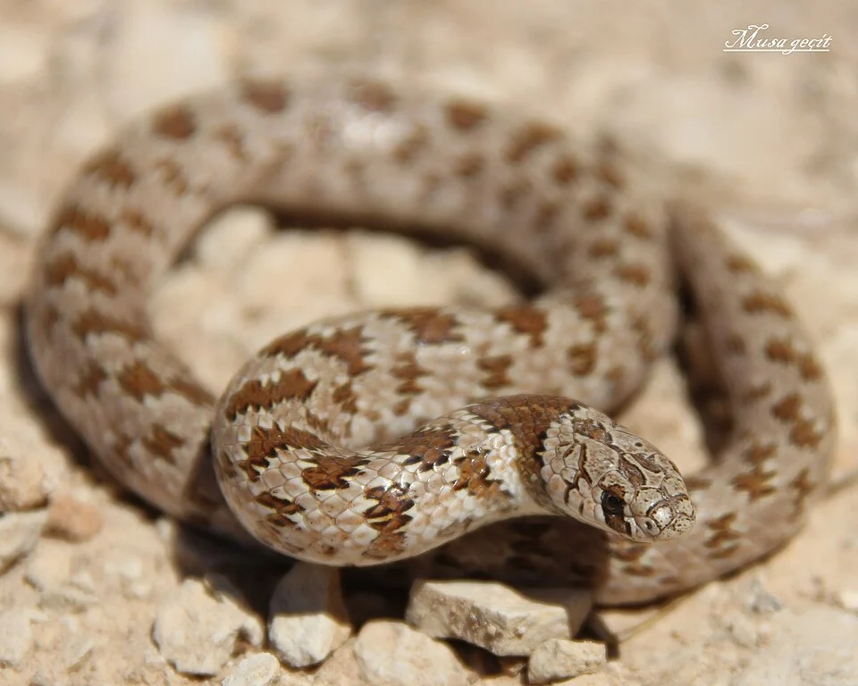 Yer: Mardin - Bodur Yılan (Eirenis lineomaculatus )  http://biozoojournals.ro/bihbiol/cont/v8n2/bb_141208_Karis.pdf