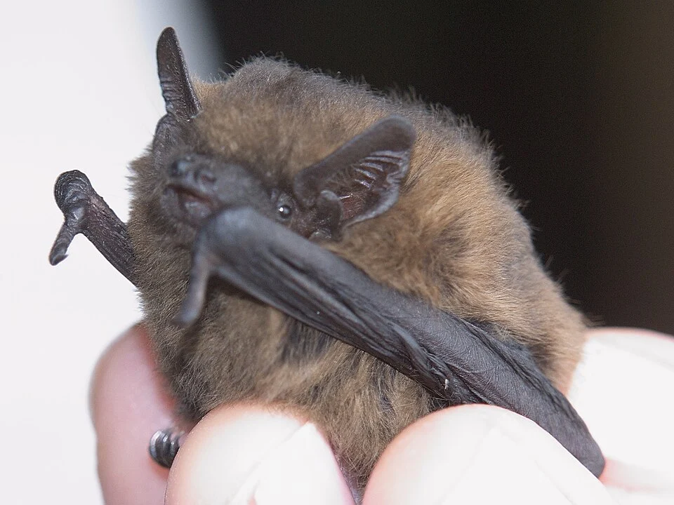 Female Common Pipistrellus. Winter encounter from Nuremberg, Germany.