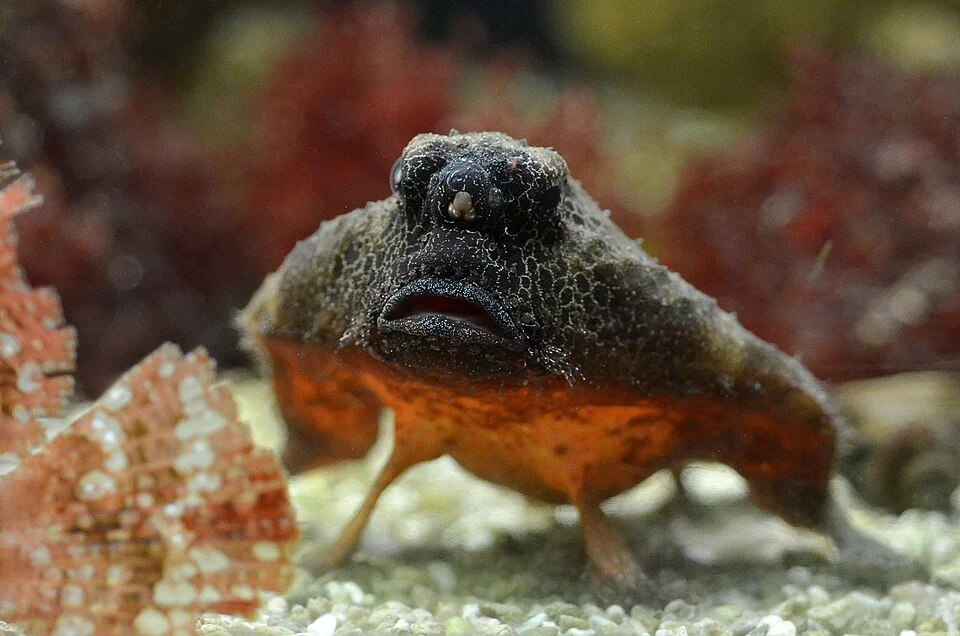 Ogcocephalus nasutus (in captivity)
Grand Aquarium de Saint-Mallo, France
Shorth nose bat fish
Poisson chauve-souris