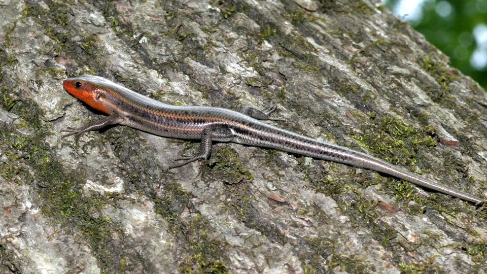 Five-lined Skink, Eumeces fasciatus, adult male. Location: Durham County, North Carolina, United States
