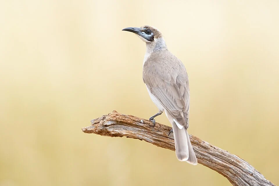 Little friarbird, Lake Cargelligo, New South Wales, Australia