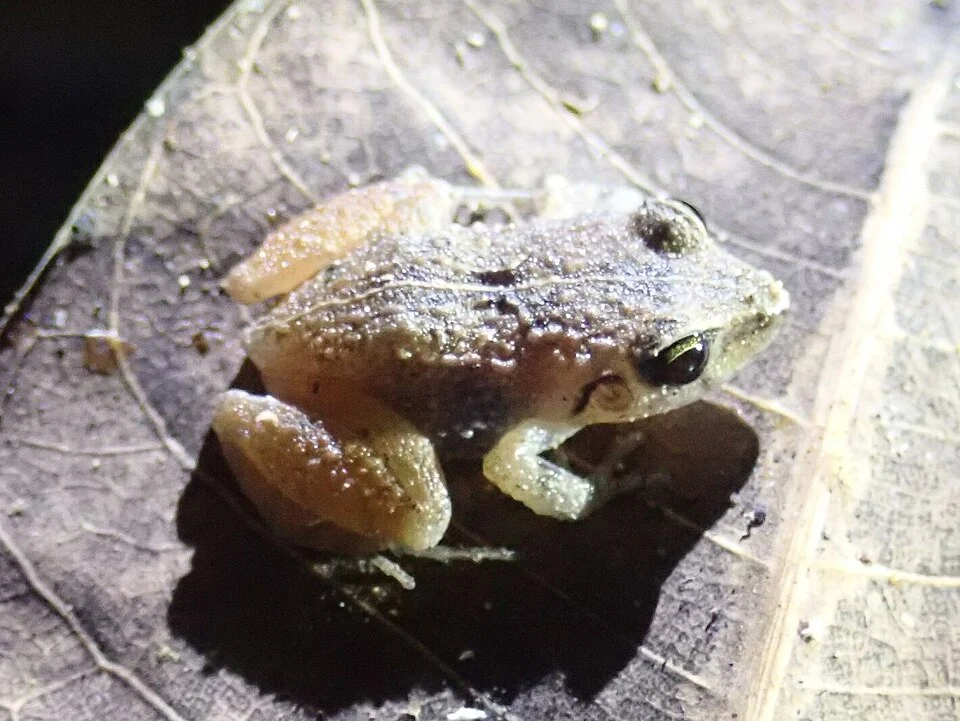Stejneger's Robber Frog (Craugastor stejnegerianus). Species of amphibian.