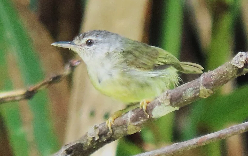 A Mindanao Plumed-warbler. Photo by Gwen So.