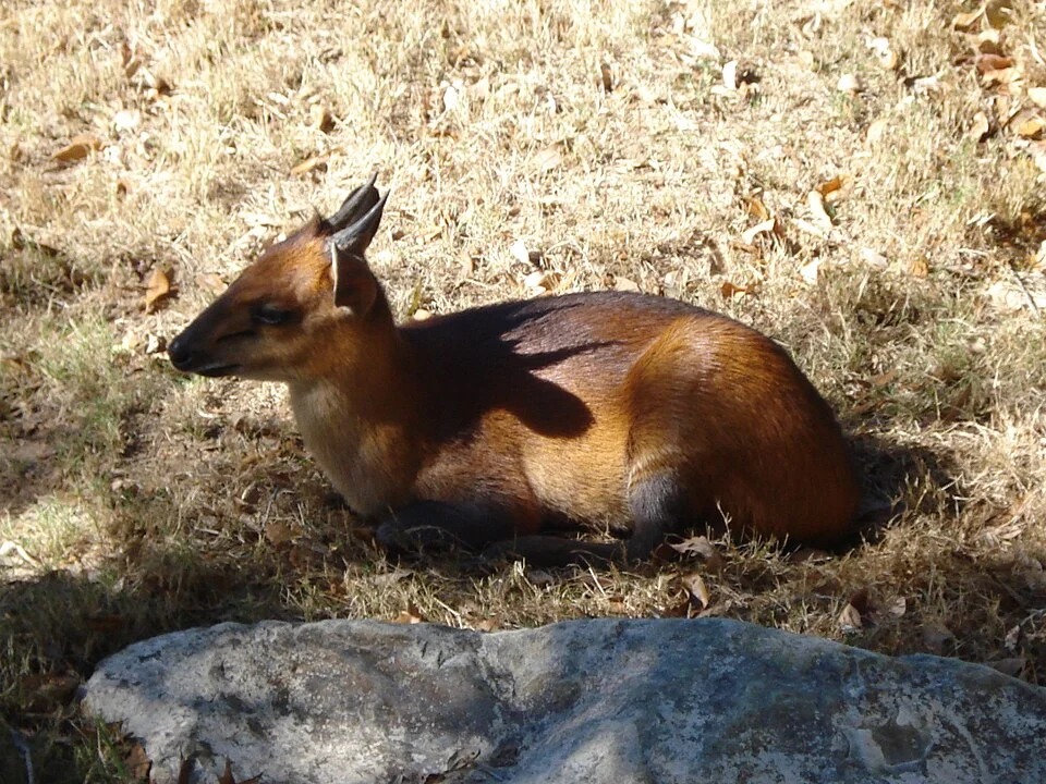Red-flanked Duiker, taken at Dallas Zoo, November 2007.