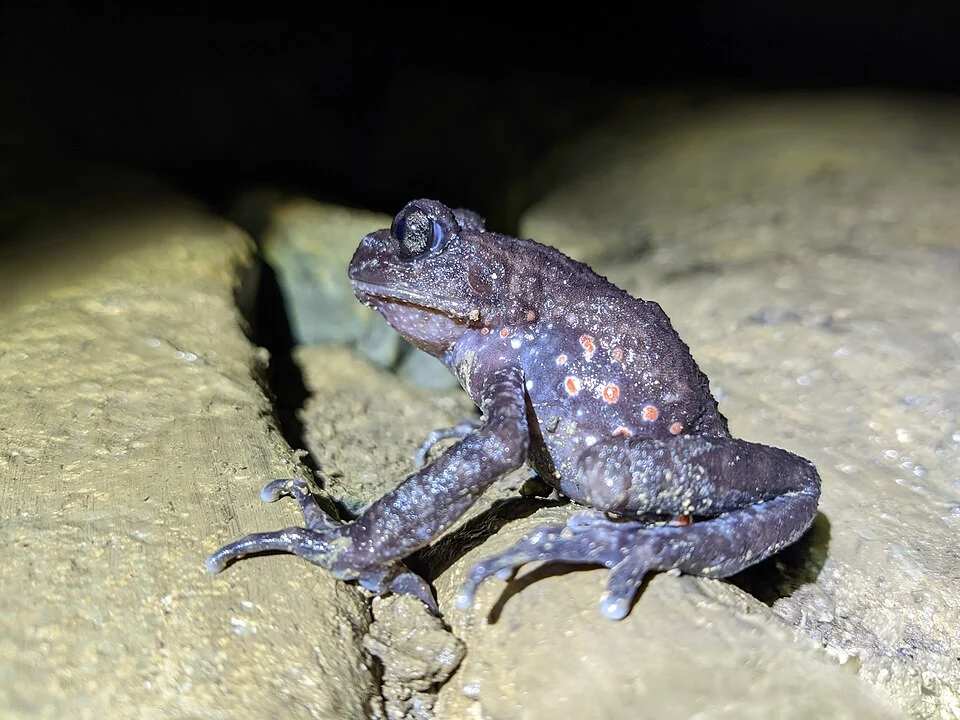 Red-spotted toothed toad or Guizhou lazy toad (Oreolalax rhodostigmatus), is a species of amphibian in the family Megophryidae. It is endemic to central and south-central China.