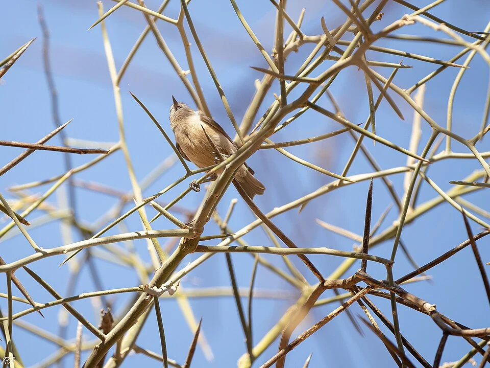 Anthoscopus punctifrons, Departamento de Dagana, Senegal, 2024-01-10 (iNaturalist).