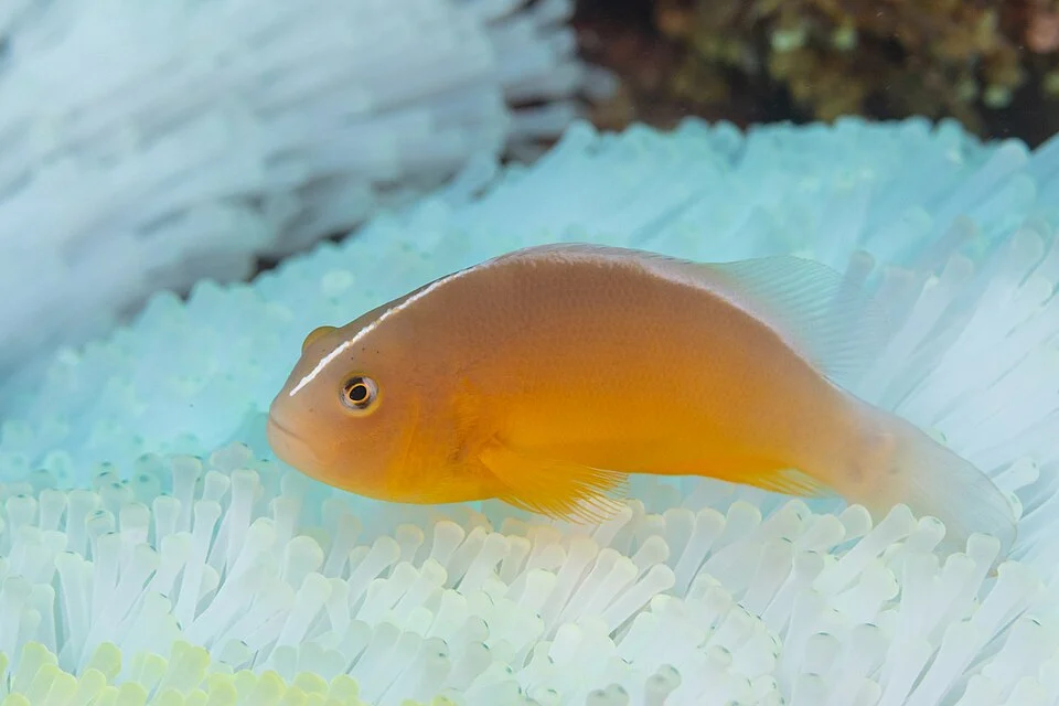 Nosestripe clownfish (Amphiprion akallopisos) in a magnificent sea anemone (Heteractis magnifica), Zanzibar, Tanzania