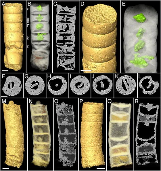 Synchrotron tomographic renderings and sections of Rafatazmia chitrakootensis fossils, including holotype NRM X4258