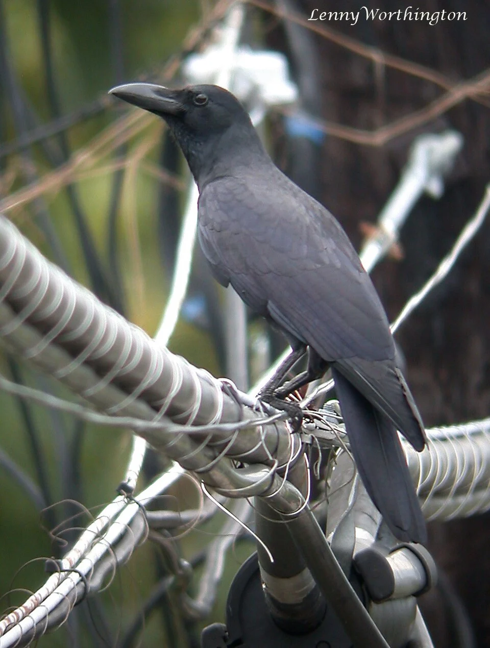 Large-billed Crow Corvus macrorhynchus philippensis