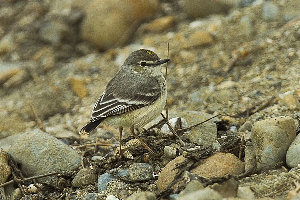 Short-tailed field tyrant (Muscigralla brevicauda) - South Ecuador_S4E8007