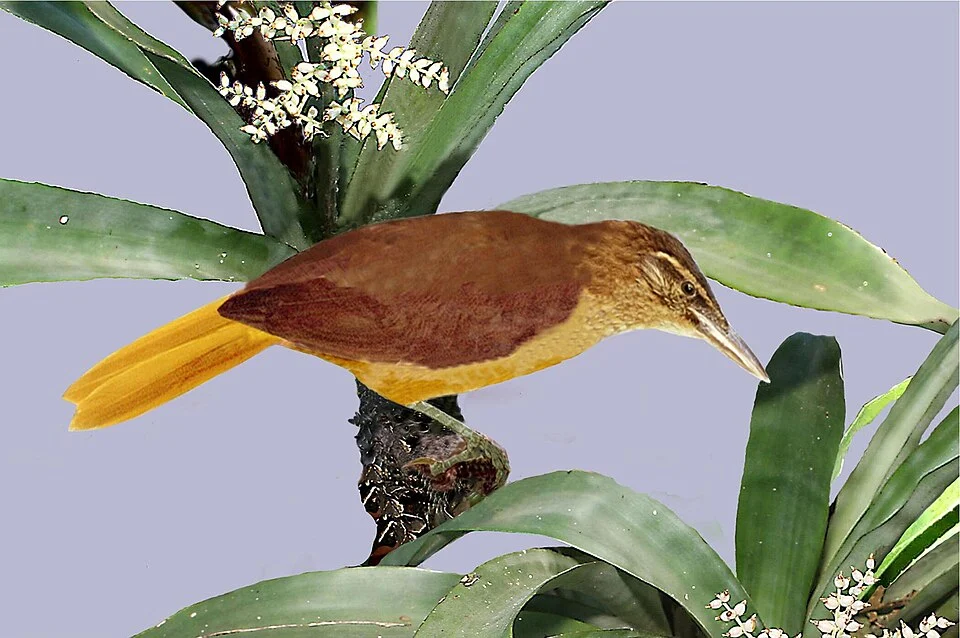 Cryptic Treehunter (Cichlocolaptes mazarbarnetti) in a bromeliad Hohenbergia pernambucentris, both endemic of Alagoas and Pernambuco Atlantic Forest. Photoart made by Rolf Grantsau on the basis of detailed photos of the holotype (MN 34530).