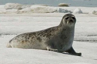 Ringed Seal Pusa hispida hispida.
