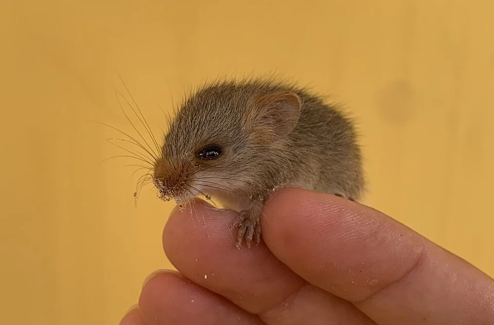 Cerrado Red-nosed Mouse (Wiedomys cerradensis) in Brazil