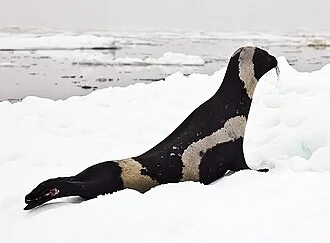 ribbon-seal-male Josh London NOAAedit