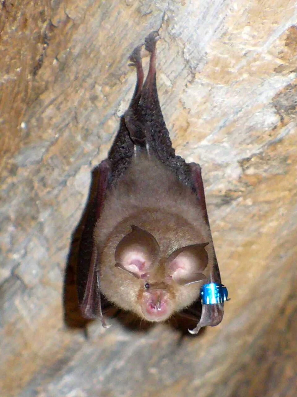 A small horseshoe bat hangs head-down from rough stone, with large pale ears, folded dark wings and a blue forearm band.