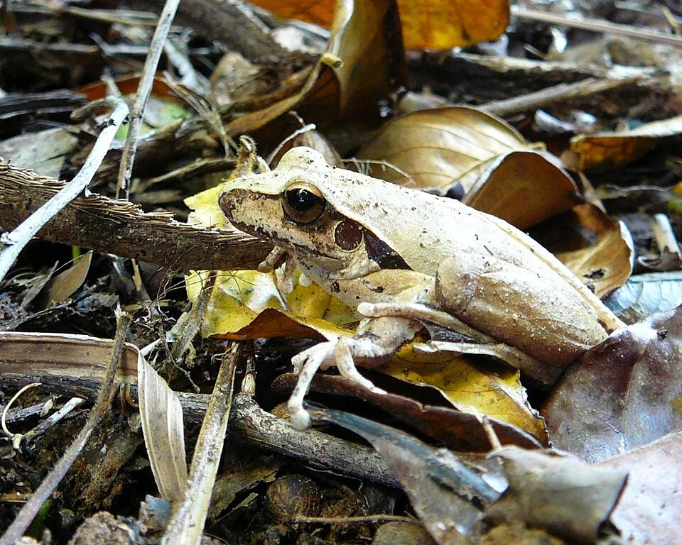 Litoria nigrofrenata in the tropical rainforest of north Queensland, Australia.