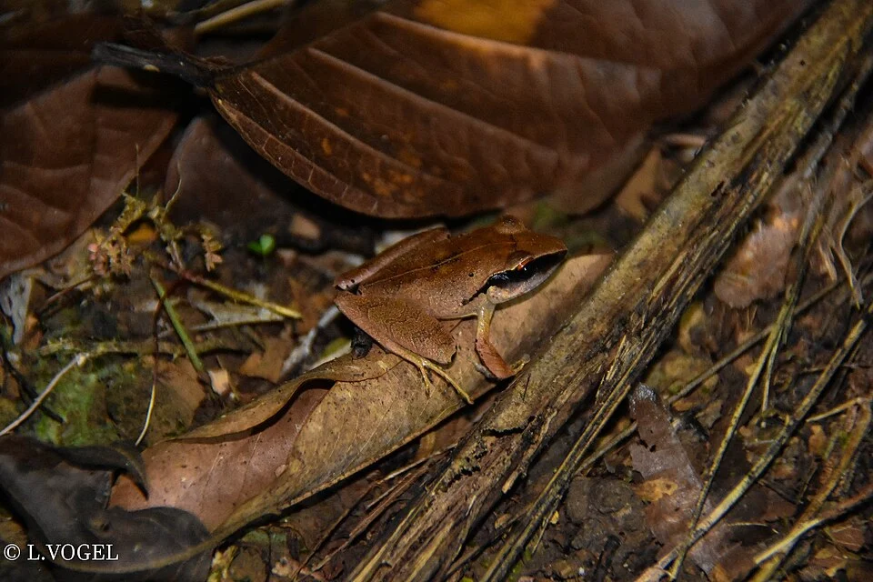 Craugastor noblei, observed at the research station not far from the town of Cahuita in Costa Rica.