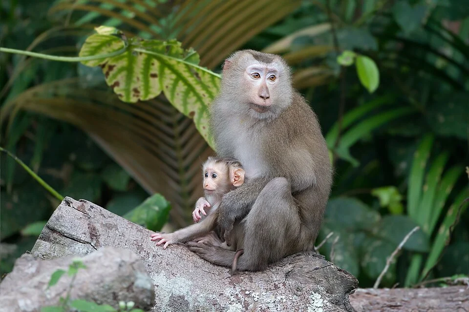 Northern Pig-tailed Macaque (Macaca leonina) mother with baby, Khao Yai National Park, Nakhon Ratchasima, Thailand