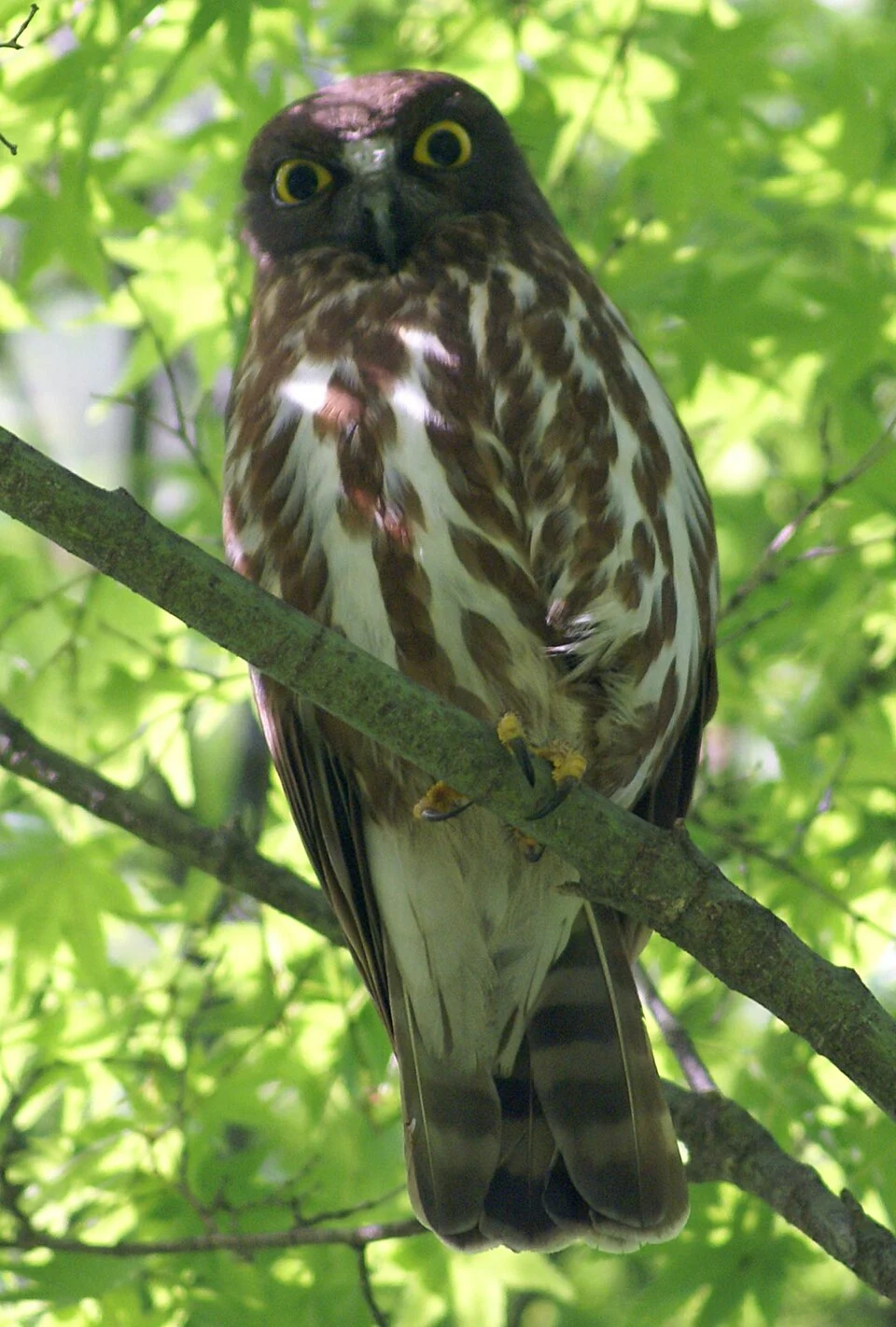 Northern Boobook Ninox japonica, Japan