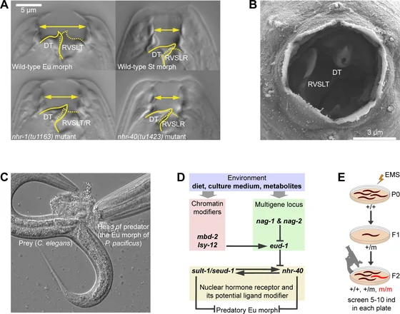Pristionchus pacificus wild-type and mutant mouth micrographs, electron micrograph, a predation scene with Caenorhabditis elegans prey, and mouth-form regulatory diagrams