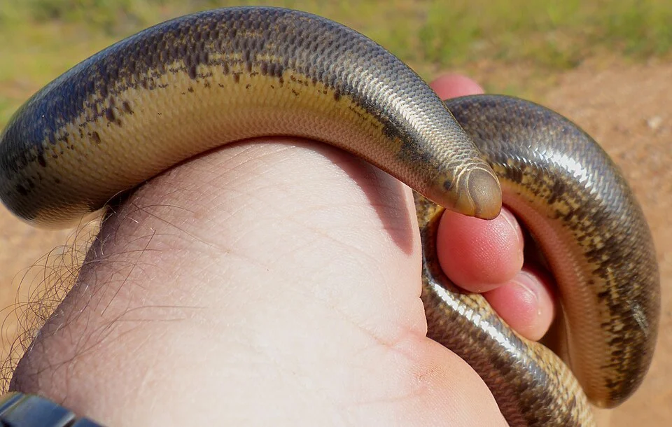 Schlegel’s Beaked blind snake (Afrotyphlops schlegelii) in South Africa