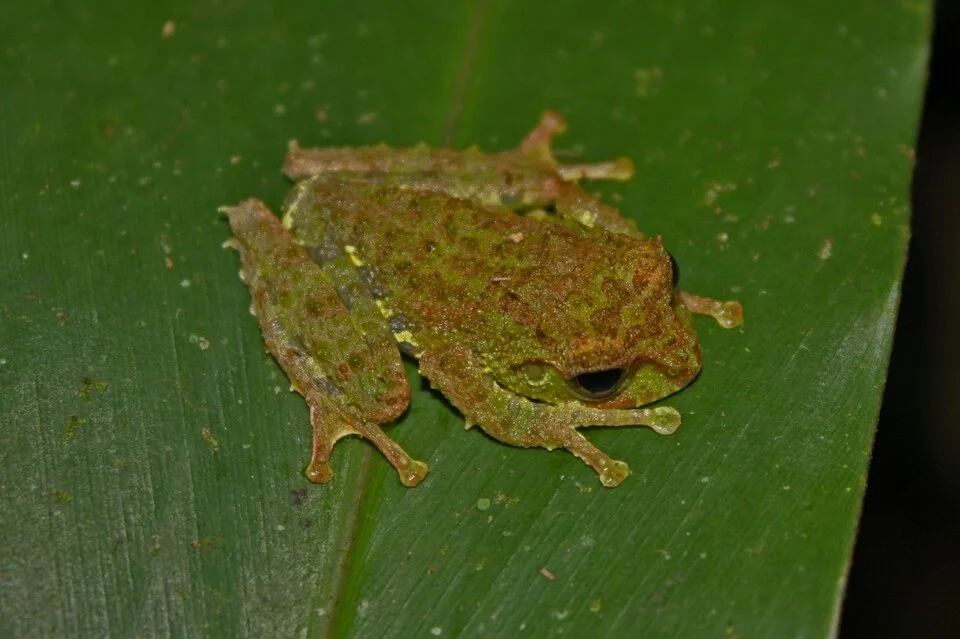 Found on a large leaf overhanging a forest stream, in Kinabalu National Park, at approximately 1585m above sea level.
