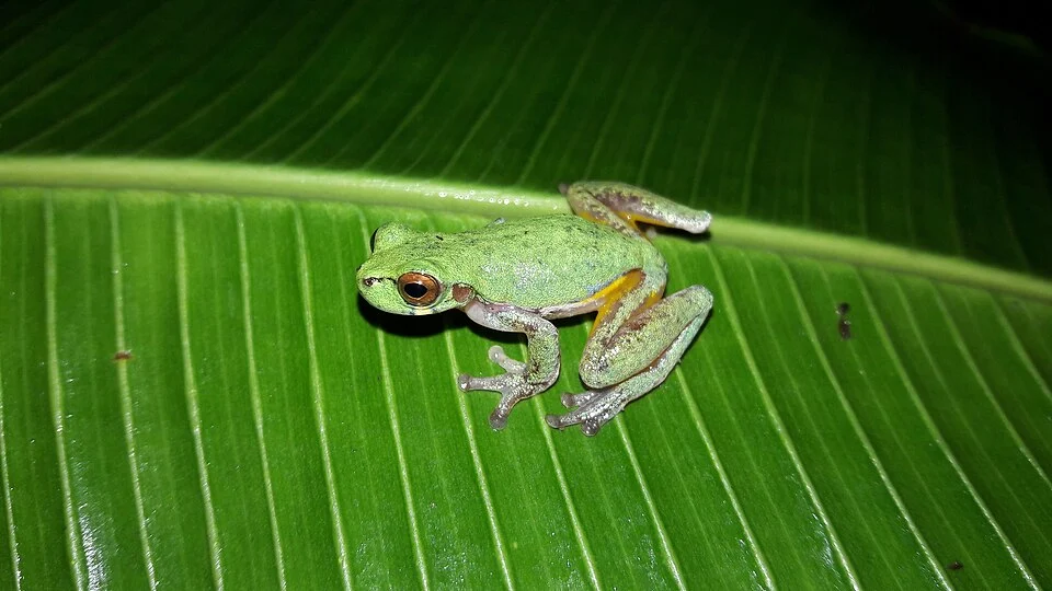 Photo of Isla Bonita Tree Frog uploaded from iNaturalist.