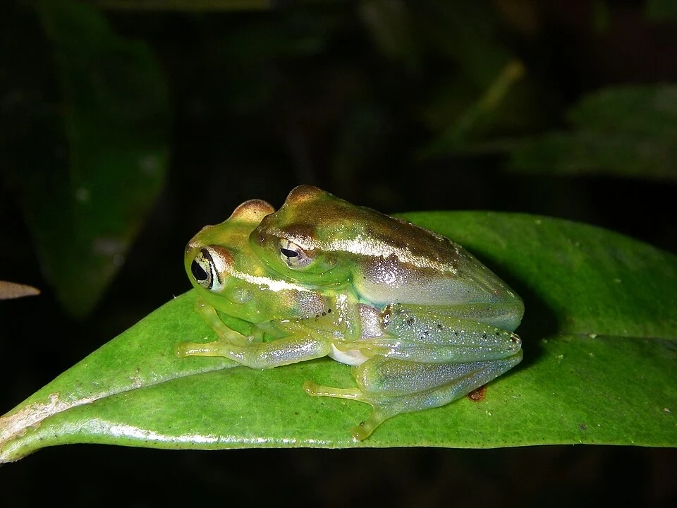 Boophis liliane (Mantellidae), female and male in amplexus; Imaloka, Ranomafana National Park
