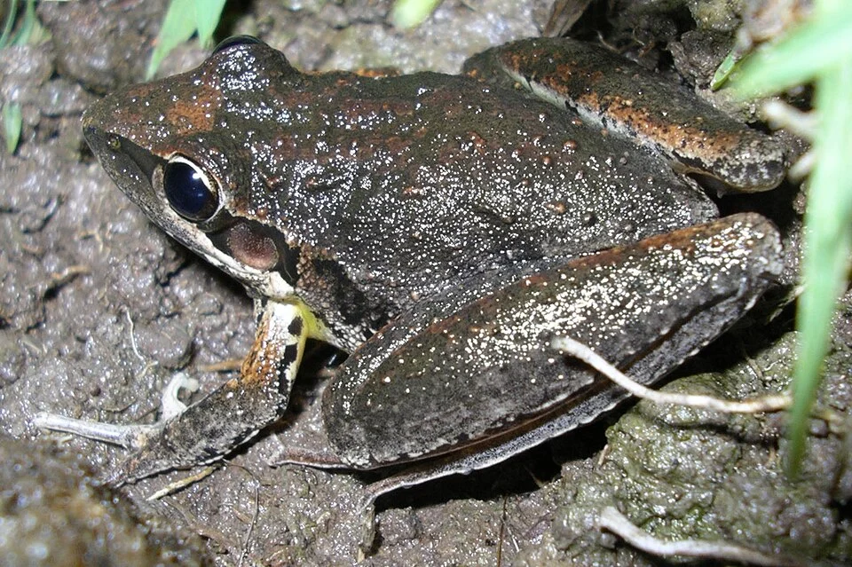 en:Broad Palmed Frog (Litoria latopalmata)
en:Category:Frog images