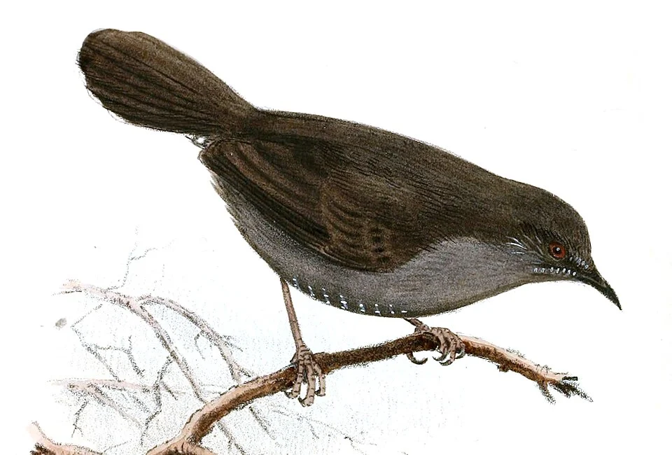 Camaroptera simplex