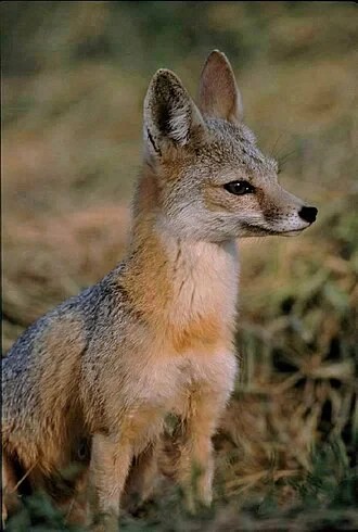 San Joaquin Kit Fox (Vulpes macrotis mutica)