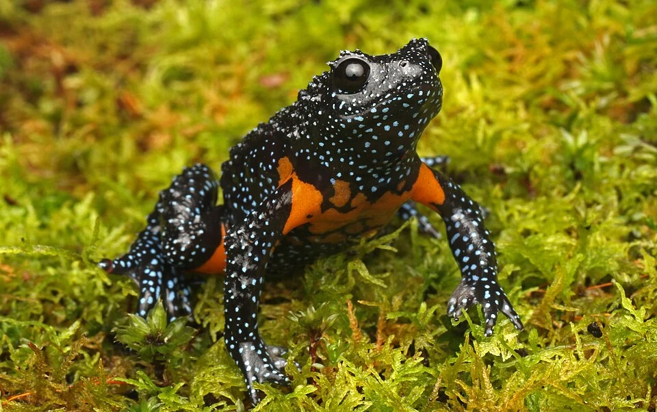 melanobatrachus indicus