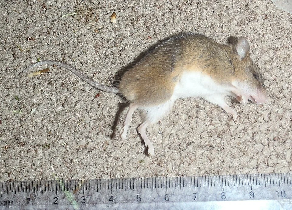 Steatomys krebsii krebsii