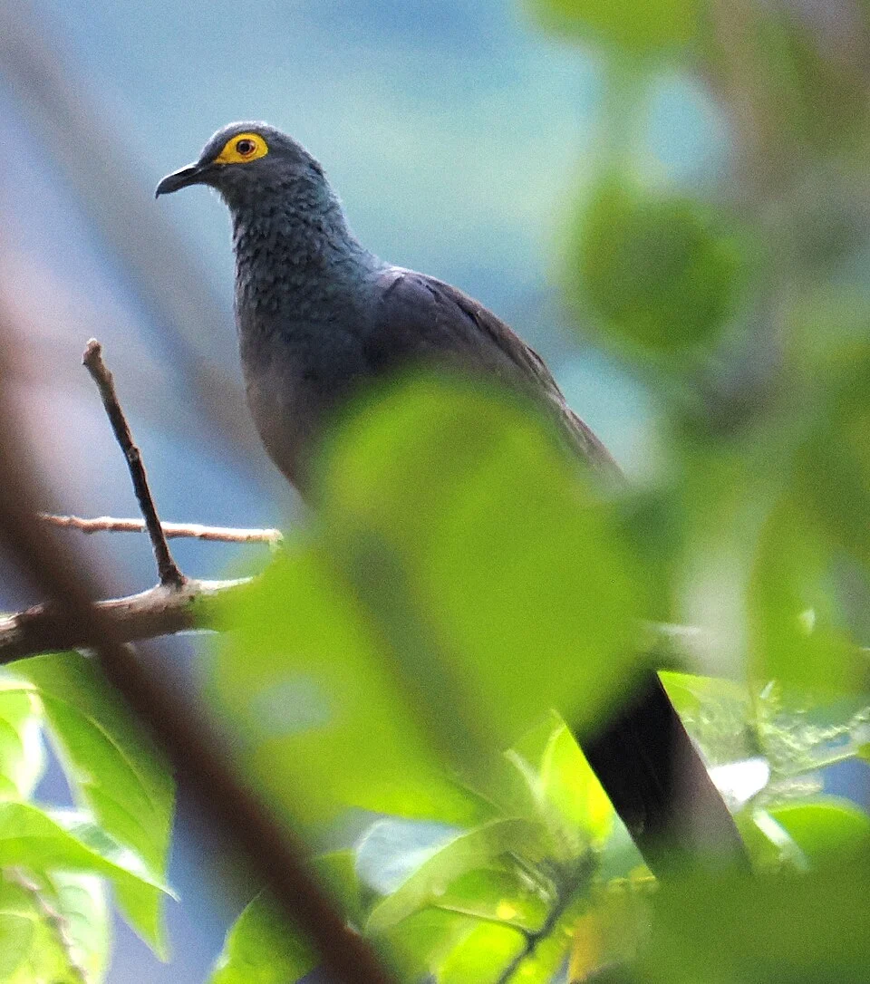 Slaty Cuckoo-Dove (Turacoena modesta)