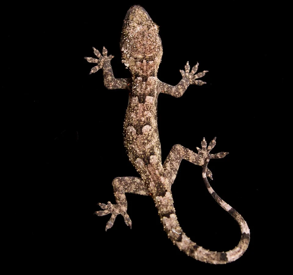 African forest gecko