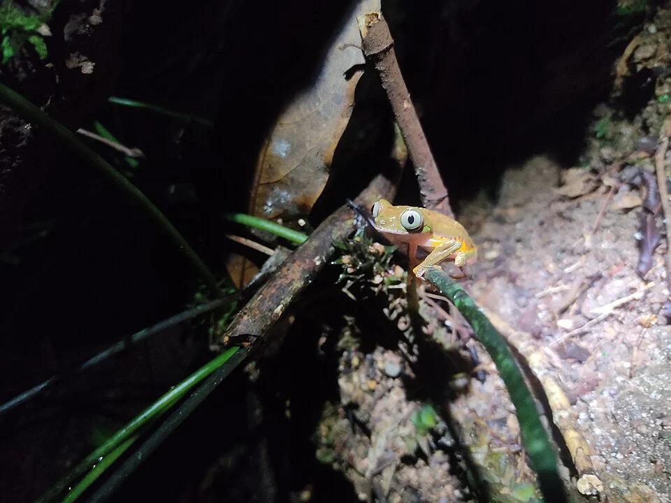 Photo of Spotted Leaf Frog (Phasmahyla guttata) uploaded from iNaturalist.