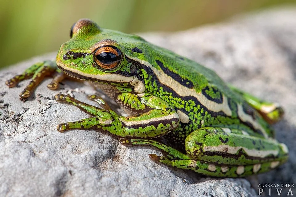Serra Geral Tree Frog (Boana joaquini). Species of amphibian.