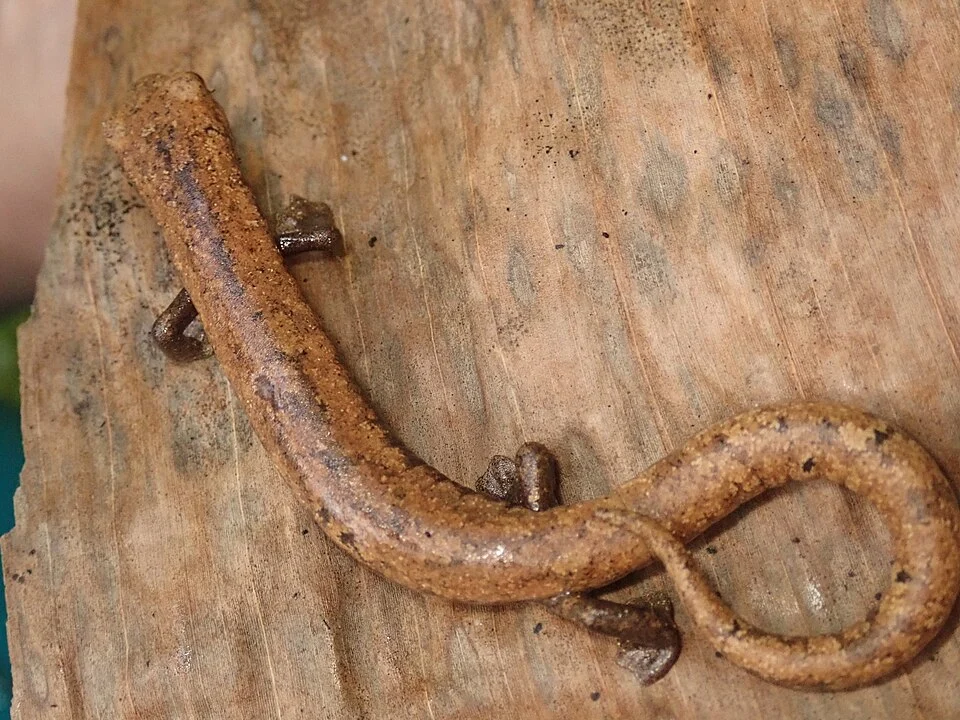 Wood Colored Salamander (Bolitoglossa lignicolor). Species of amphibian.