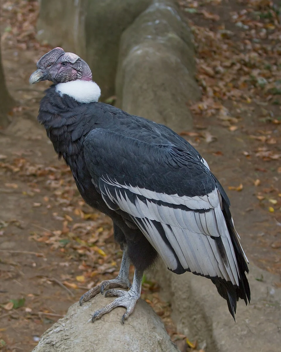 Male Andean Condor (Vultur gryphus) - taken at the Cincinnati Zoo, USA.