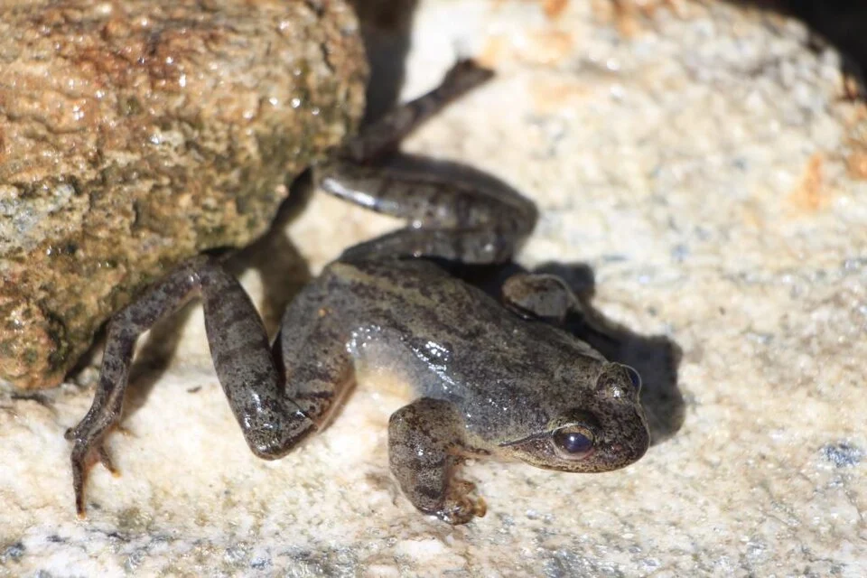 Nanorana rarica (or Paha rarica) from Rara Lake in Rara National Park, Nepal
