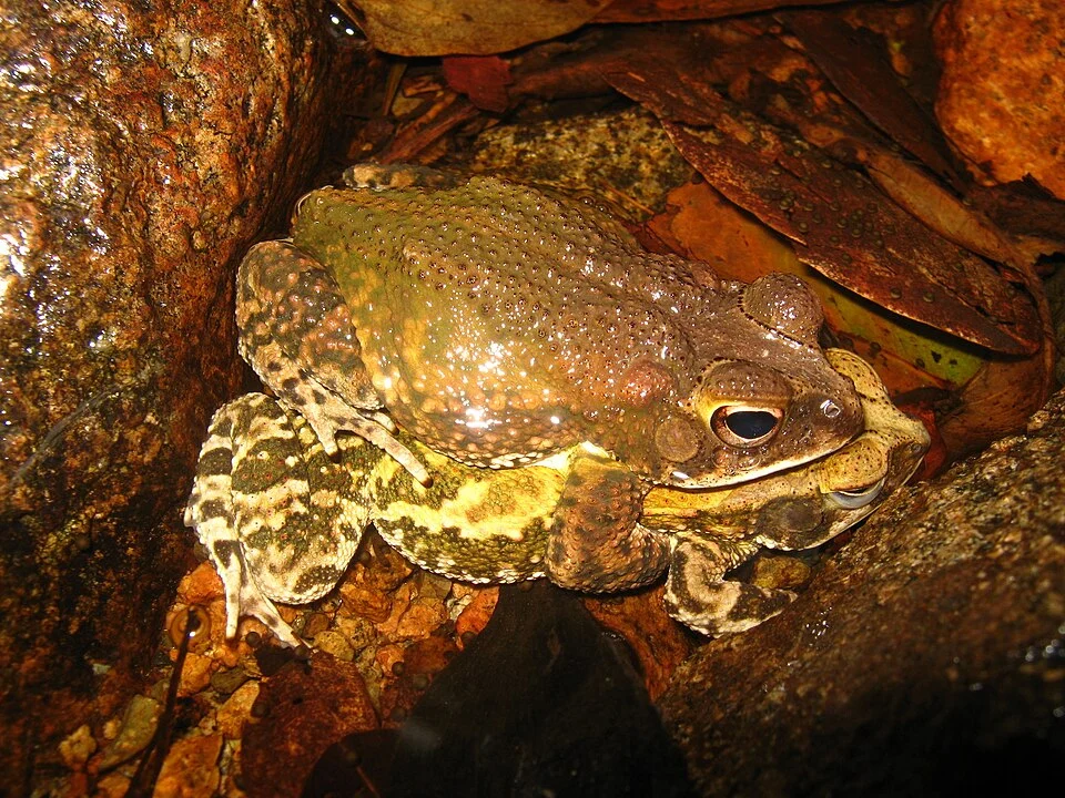 Incilius marmoreus en amplexo.