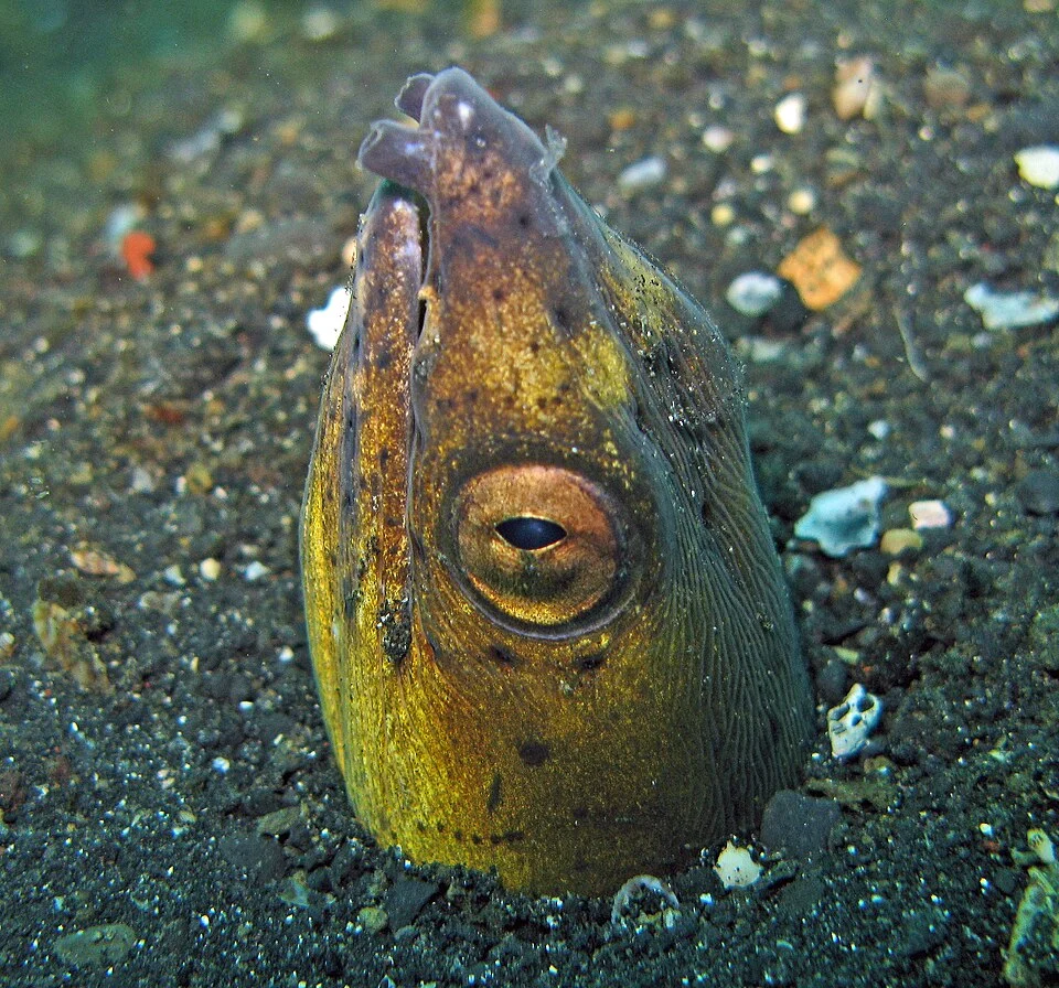 Burrowing snake eel - Pisodonophis cancrivoris; Indonesia - North Sulawesi - Lembeh Street
