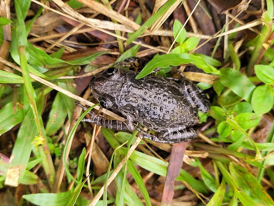 Kassina arboricola - Ivory Coast Running Frog in Montagnes, Côte d'Ivoire. Photo by Roland Godon. Original iNaturalist observation here: https://www.inaturalist.org/observations/125954439