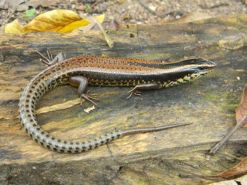 Mesoscincus schwartzei from Marquez de Comillas, Chiapas (Mexico)